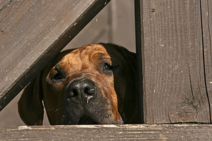 The fence might be the temptation for fence jumping.